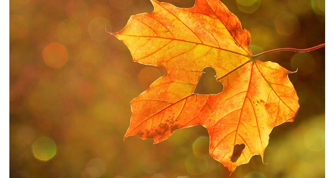Ein herbstlich rot gefärbtes Ahornblatt mit einem ausgestochenen Herz