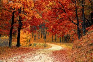 Ein Weg in einem Wald, in dem die Blätter herbstlich rot und gelb gefärbt sind.