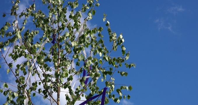 Maibaumkrone vor blauem Himmel